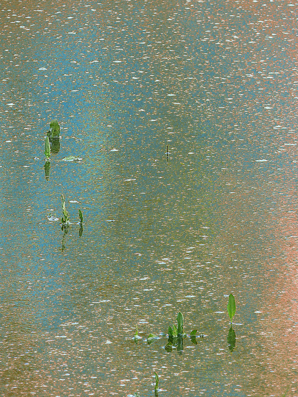 Etang jaune